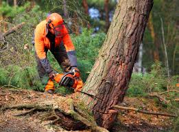 How Our Tree Care Process Works  in  Winamac, IN